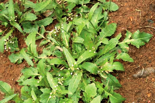 首页 走进天门 天门文化 特色饮食   地米菜能清热利湿   地米菜学名